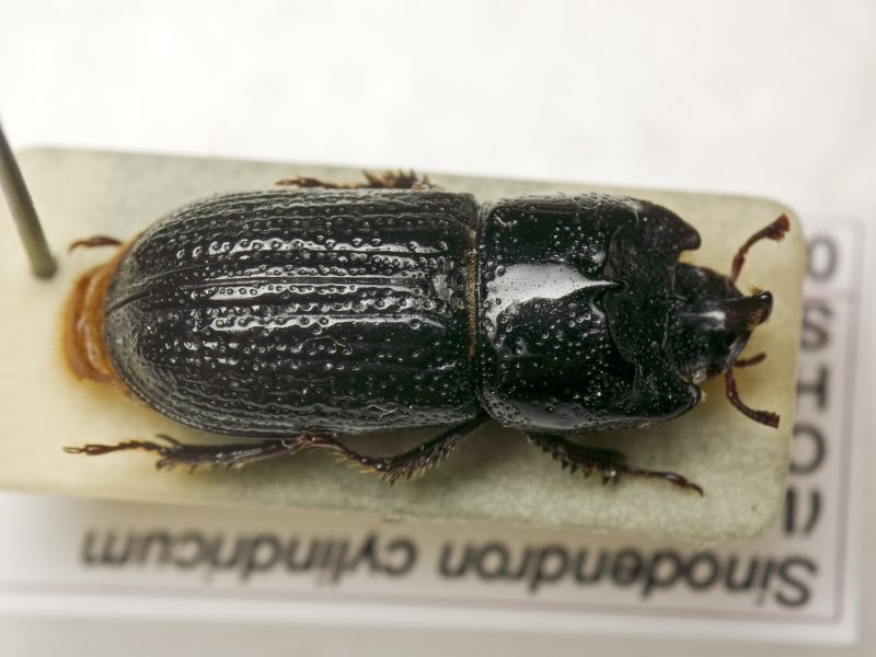 Sinodendron cylindricum (Linnaeus, 1758)